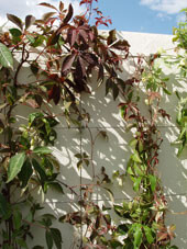 Click to enlarge Trellis system installed at RHS Hampton Court 2007